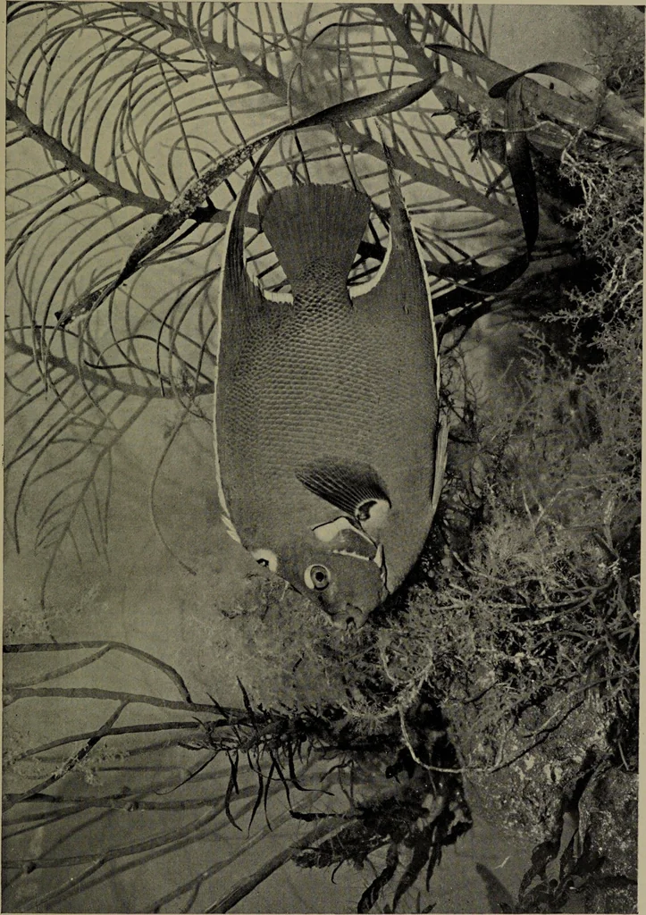 An illustration from American food and game fishes : A popular account of all the species found in America north of the equator / with keys for ready identification, life histories and methods of capture, by David Starr Jordan and Barton Warren Evermann, illustrated with colored plates and text drawings, and with photographs from life by A. Radclyffe Dugmore., 1902, leaf 677