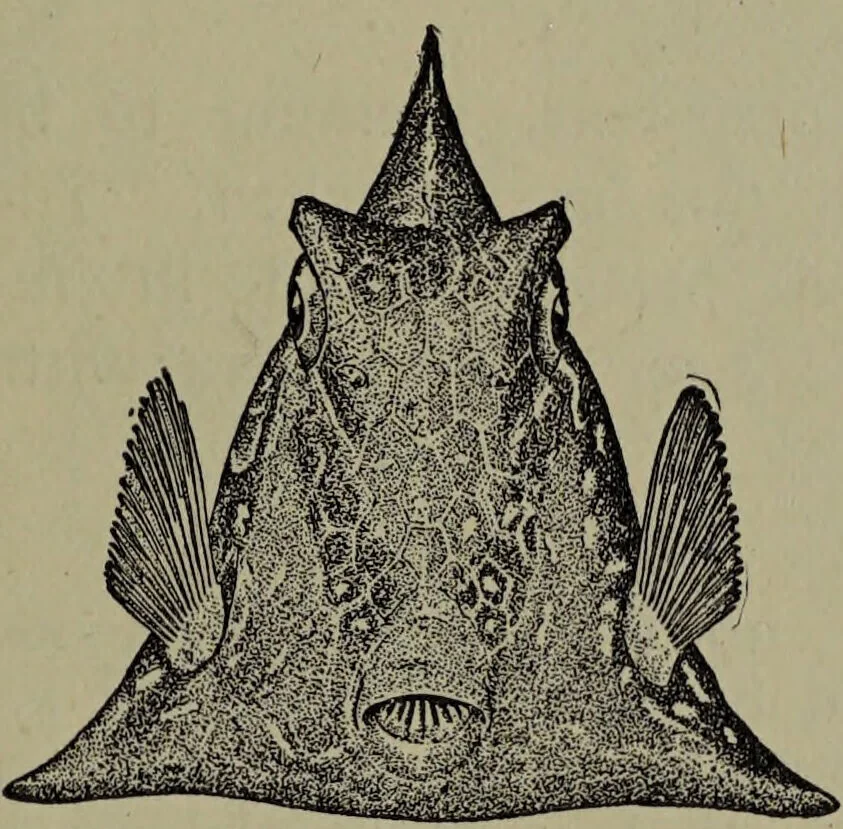 An illustration from American food and game fishes : A popular account of all the species found in America north of the equator / with keys for ready identification, life histories and methods of capture, by David Starr Jordan and Barton Warren Evermann, illustrated with colored plates and text drawings, and with photographs from life by A. Radclyffe Dugmore., 1902, leaf 685