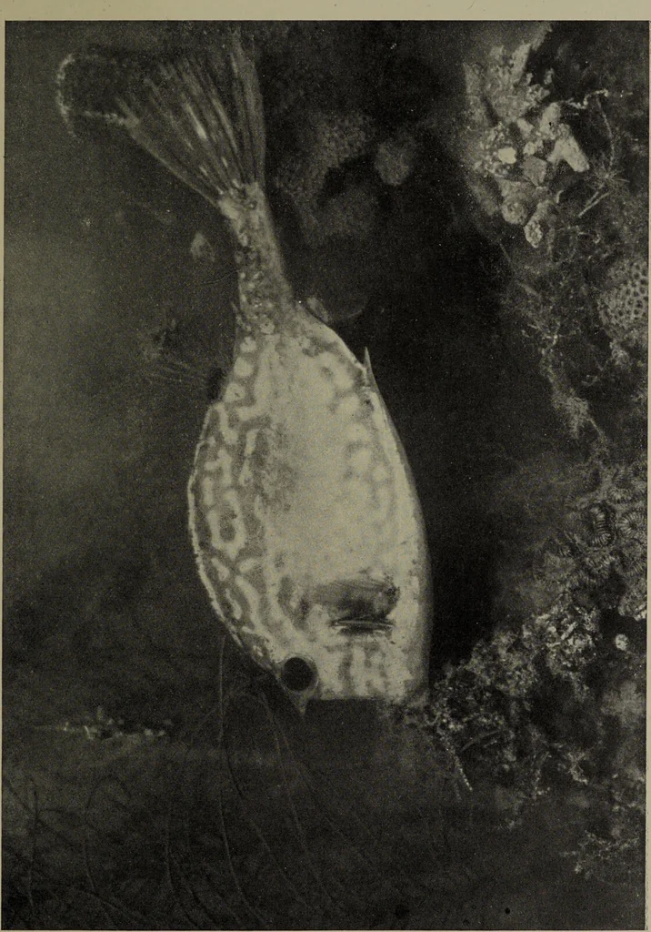An illustration from American food and game fishes : A popular account of all the species found in America north of the equator / with keys for ready identification, life histories and methods of capture, by David Starr Jordan and Barton Warren Evermann, illustrated with colored plates and text drawings, and with photographs from life by A. Radclyffe Dugmore., 1902, leaf 687