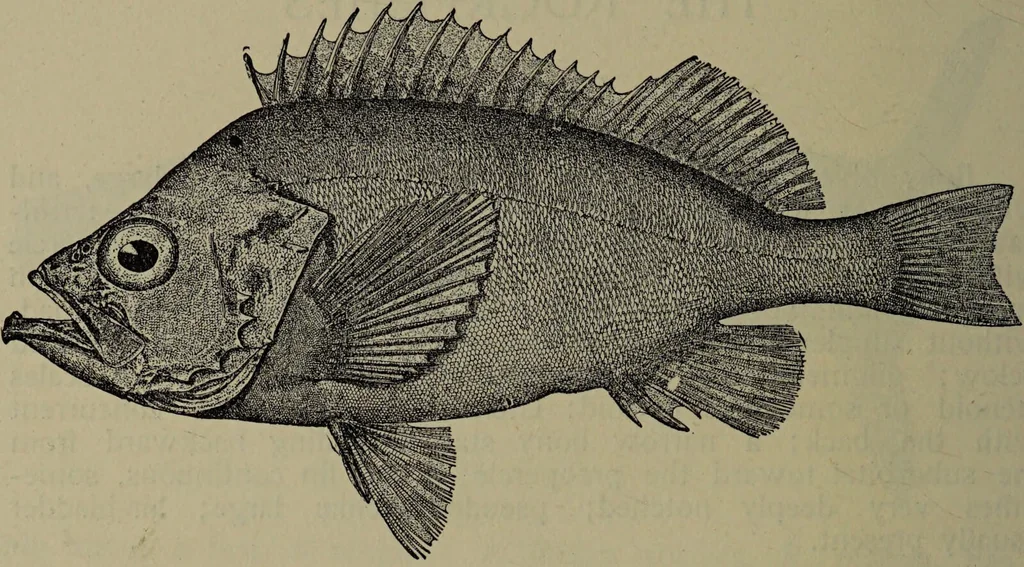 An illustration from American food and game fishes : A popular account of all the species found in America north of the equator / with keys for ready identification, life histories and methods of capture, by David Starr Jordan and Barton Warren Evermann, illustrated with colored plates and text drawings, and with photographs from life by A. Radclyffe Dugmore., 1902, leaf 692