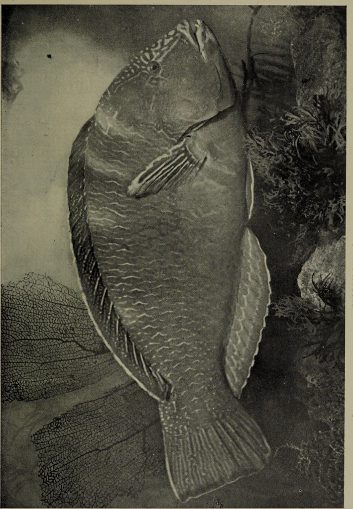 An illustration from American food and game fishes : A popular account of all the species found in America north of the equator / with keys for ready identification, life histories and methods of capture, by David Starr Jordan and Barton Warren Evermann, illustrated with colored plates and text drawings, and with photographs from life by A. Radclyffe Dugmore., 1902, leaf 693