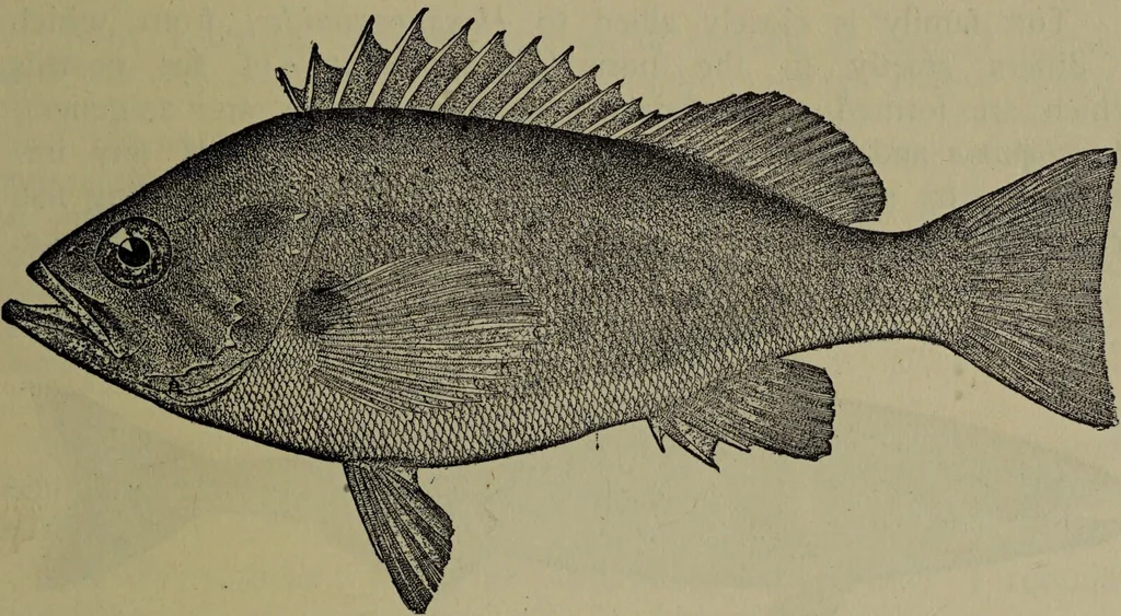 An illustration from American food and game fishes : A popular account of all the species found in America north of the equator / with keys for ready identification, life histories and methods of capture, by David Starr Jordan and Barton Warren Evermann, illustrated with colored plates and text drawings, and with photographs from life by A. Radclyffe Dugmore., 1902, leaf 695