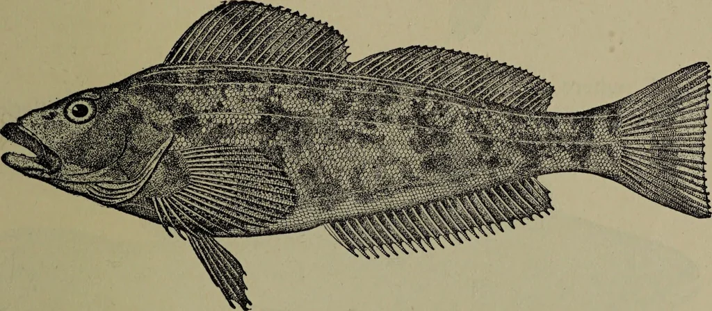 An illustration from American food and game fishes : A popular account of all the species found in America north of the equator / with keys for ready identification, life histories and methods of capture, by David Starr Jordan and Barton Warren Evermann, illustrated with colored plates and text drawings, and with photographs from life by A. Radclyffe Dugmore., 1902, leaf 699