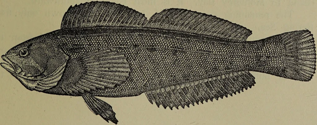An illustration from American food and game fishes : A popular account of all the species found in America north of the equator / with keys for ready identification, life histories and methods of capture, by David Starr Jordan and Barton Warren Evermann, illustrated with colored plates and text drawings, and with photographs from life by A. Radclyffe Dugmore., 1902, leaf 699
