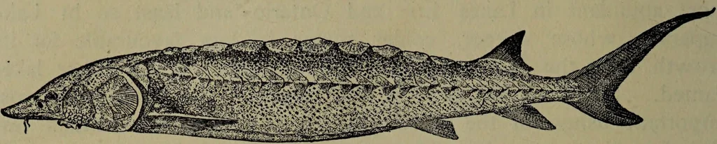 An illustration from American food and game fishes : A popular account of all the species found in America north of the equator / with keys for ready identification, life histories and methods of capture, by David Starr Jordan and Barton Warren Evermann, illustrated with colored plates and text drawings, and with photographs from life by A. Radclyffe Dugmore., 1902, leaf 70