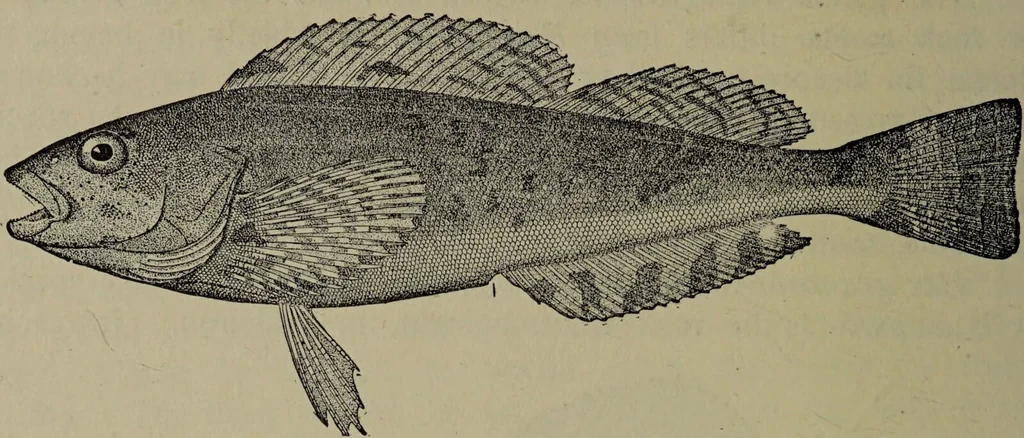 An illustration from American food and game fishes : A popular account of all the species found in America north of the equator / with keys for ready identification, life histories and methods of capture, by David Starr Jordan and Barton Warren Evermann, illustrated with colored plates and text drawings, and with photographs from life by A. Radclyffe Dugmore., 1902, leaf 700