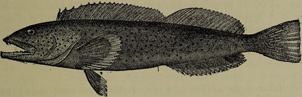 An illustration from American food and game fishes : A popular account of all the species found in America north of the equator / with keys for ready identification, life histories and methods of capture, by David Starr Jordan and Barton Warren Evermann, illustrated with colored plates and text drawings, and with photographs from life by A. Radclyffe Dugmore., 1902, leaf 701