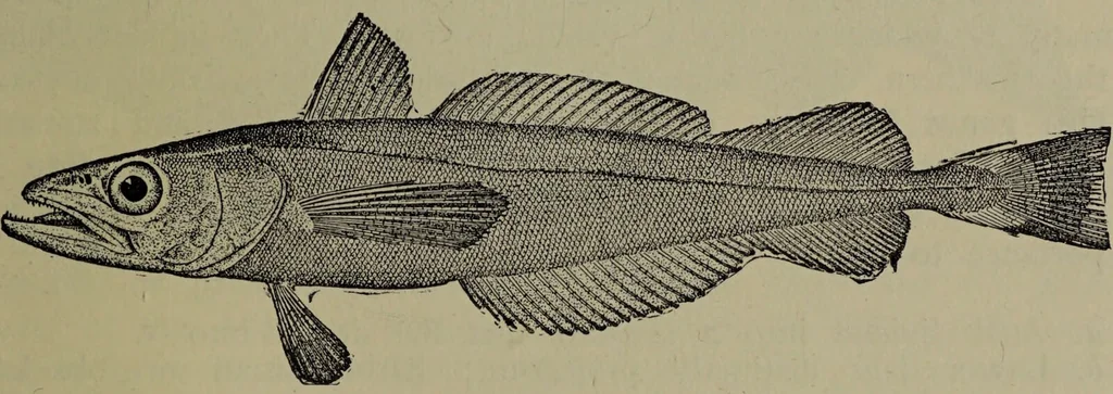 An illustration from American food and game fishes : A popular account of all the species found in America north of the equator / with keys for ready identification, life histories and methods of capture, by David Starr Jordan and Barton Warren Evermann, illustrated with colored plates and text drawings, and with photographs from life by A. Radclyffe Dugmore., 1902, leaf 705