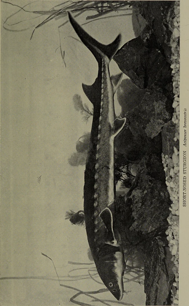 An illustration from American food and game fishes : A popular account of all the species found in America north of the equator / with keys for ready identification, life histories and methods of capture, by David Starr Jordan and Barton Warren Evermann, illustrated with colored plates and text drawings, and with photographs from life by A. Radclyffe Dugmore., 1902, leaf 71