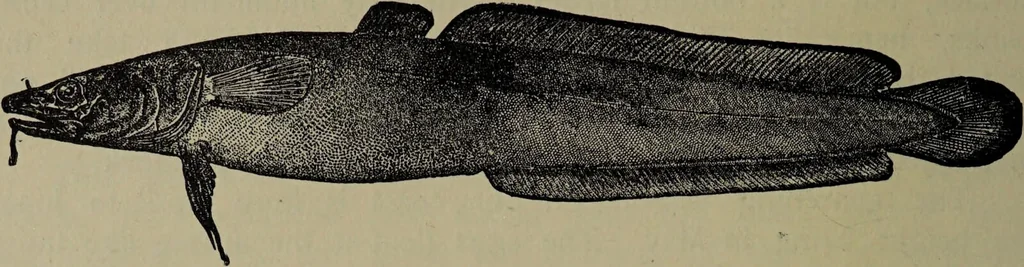 An illustration from American food and game fishes : A popular account of all the species found in America north of the equator / with keys for ready identification, life histories and methods of capture, by David Starr Jordan and Barton Warren Evermann, illustrated with colored plates and text drawings, and with photographs from life by A. Radclyffe Dugmore., 1902, leaf 716