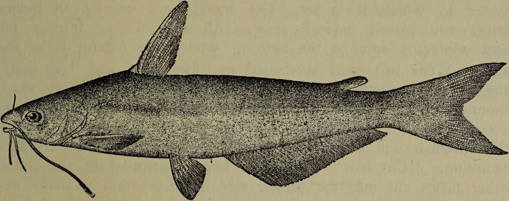 An illustration from American food and game fishes : A popular account of all the species found in America north of the equator / with keys for ready identification, life histories and methods of capture, by David Starr Jordan and Barton Warren Evermann, illustrated with colored plates and text drawings, and with photographs from life by A. Radclyffe Dugmore., 1902, leaf 77