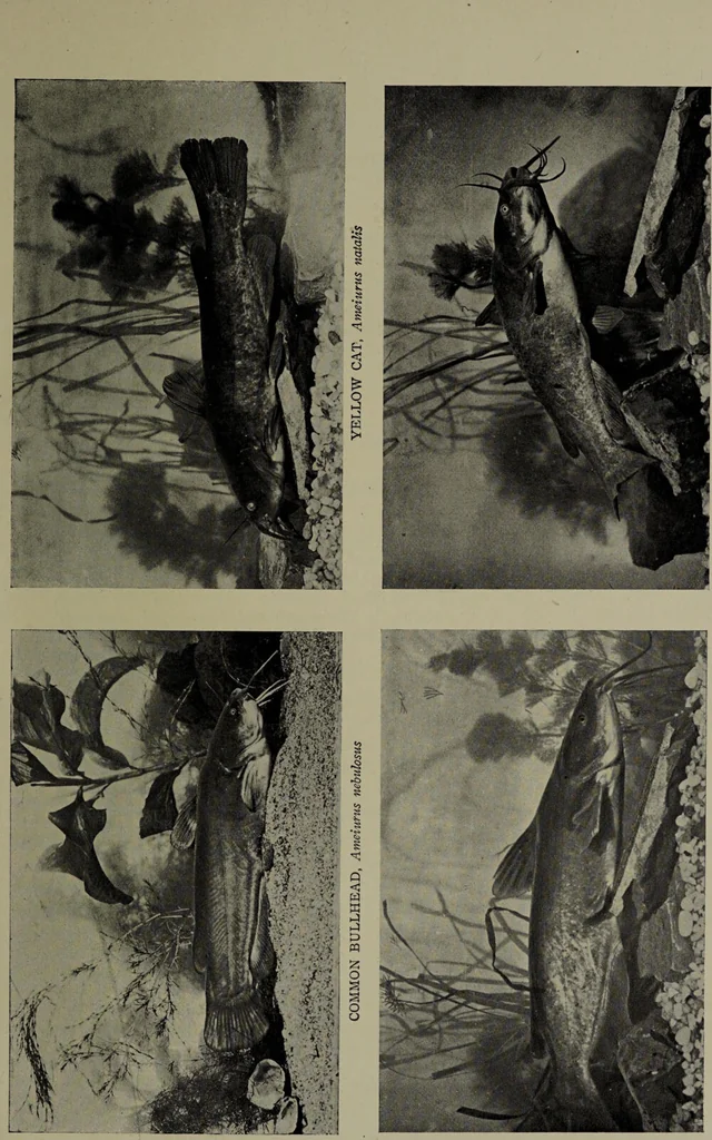 An illustration from American food and game fishes : A popular account of all the species found in America north of the equator / with keys for ready identification, life histories and methods of capture, by David Starr Jordan and Barton Warren Evermann, illustrated with colored plates and text drawings, and with photographs from life by A. Radclyffe Dugmore., 1902, leaf 83