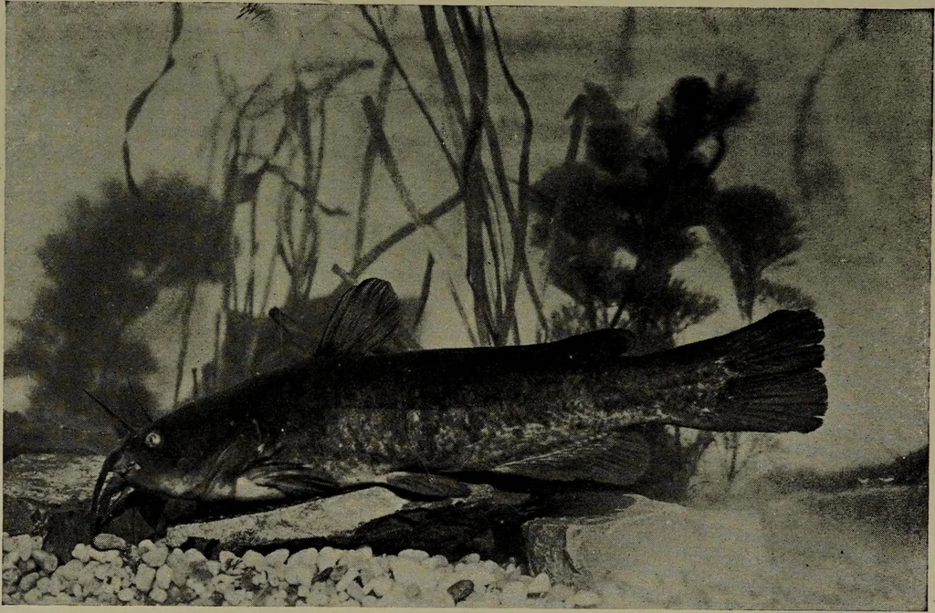 An illustration from American food and game fishes : A popular account of all the species found in America north of the equator / with keys for ready identification, life histories and methods of capture, by David Starr Jordan and Barton Warren Evermann, illustrated with colored plates and text drawings, and with photographs from life by A. Radclyffe Dugmore., 1902, leaf 83