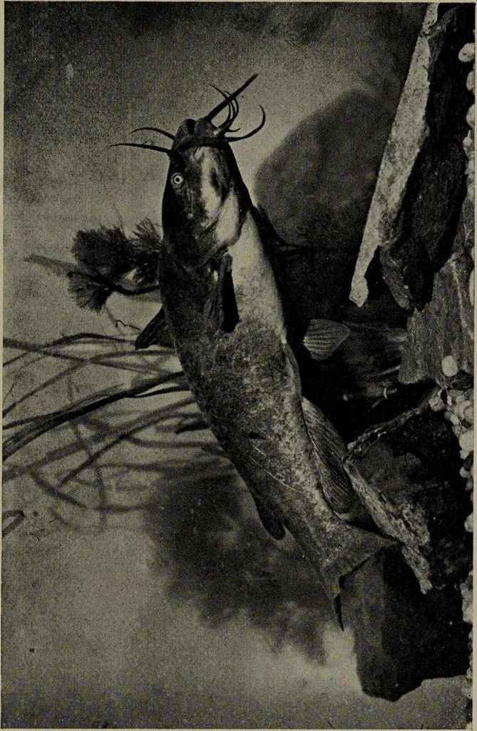 An illustration from American food and game fishes : A popular account of all the species found in America north of the equator / with keys for ready identification, life histories and methods of capture, by David Starr Jordan and Barton Warren Evermann, illustrated with colored plates and text drawings, and with photographs from life by A. Radclyffe Dugmore., 1902, leaf 83