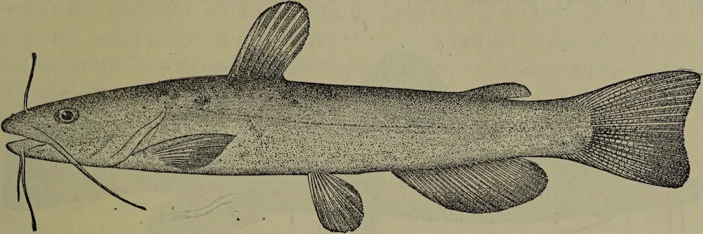 An illustration from American food and game fishes : A popular account of all the species found in America north of the equator / with keys for ready identification, life histories and methods of capture, by David Starr Jordan and Barton Warren Evermann, illustrated with colored plates and text drawings, and with photographs from life by A. Radclyffe Dugmore., 1902, leaf 93