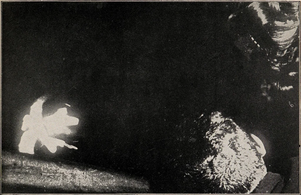 An illustration from Phenomena of materialisation : a contribution to the investigation of mediumistic teleplastics / by Baron von Schrenck Notzing ; translated by E.E. Fournier d'Albe., 1923, leaf 139