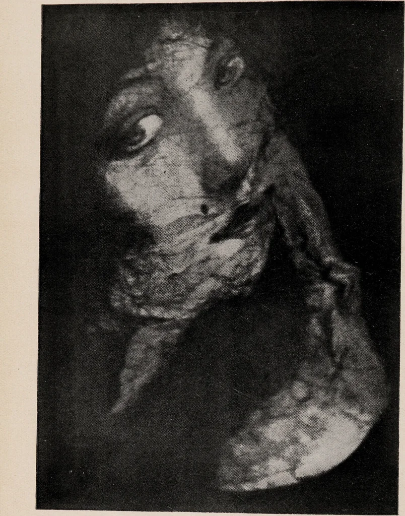 An illustration from Phenomena of materialisation : a contribution to the investigation of mediumistic teleplastics / by Baron von Schrenck Notzing ; translated by E.E. Fournier d'Albe., 1923, leaf 522
