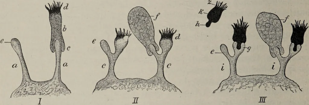 An illustration from A text-book of pathology / by Alfred Stengel ; with 394 illustrations in the text, many of them in colors, and 7 full-page chromolithographic plates., 1903, leaf 220