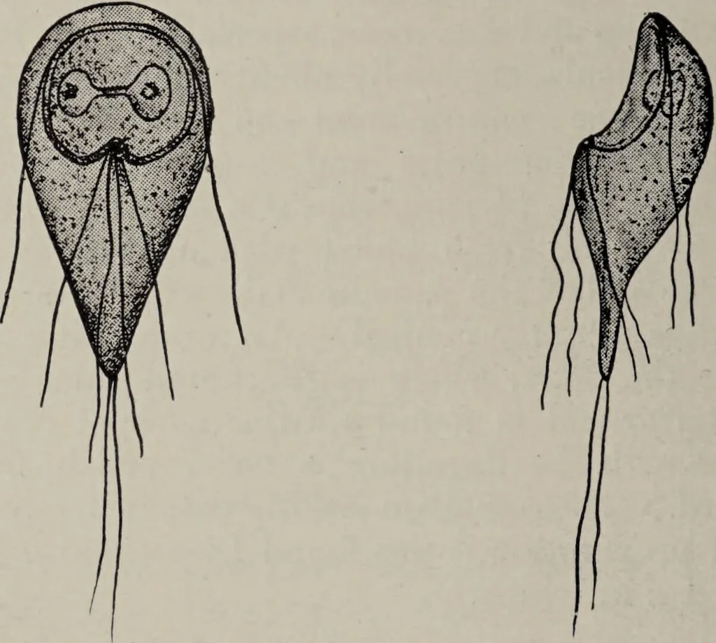 An illustration from A text-book of pathology / by Alfred Stengel ; with 394 illustrations in the text, many of them in colors, and 7 full-page chromolithographic plates., 1903, leaf 306