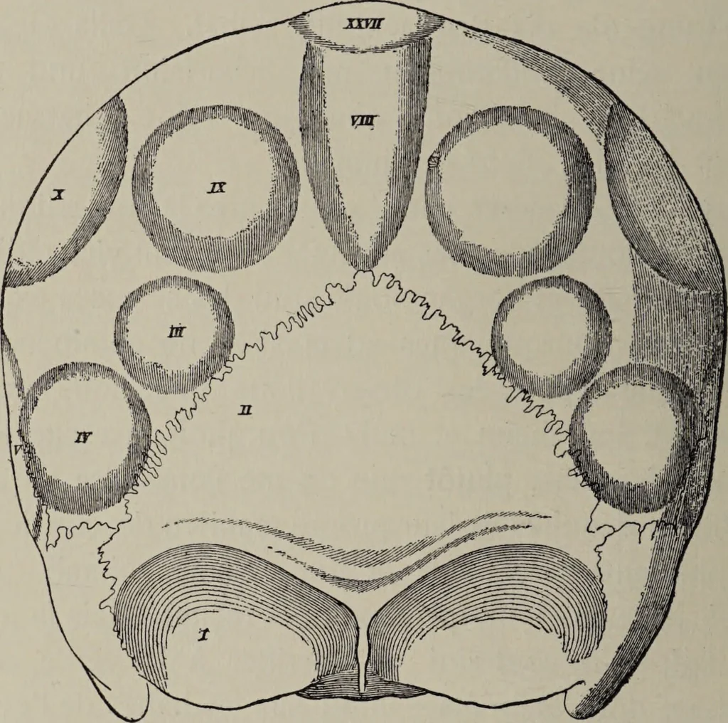 An illustration from Franz Joseph Gall / von P. J. Möbius., 1905, leaf 102