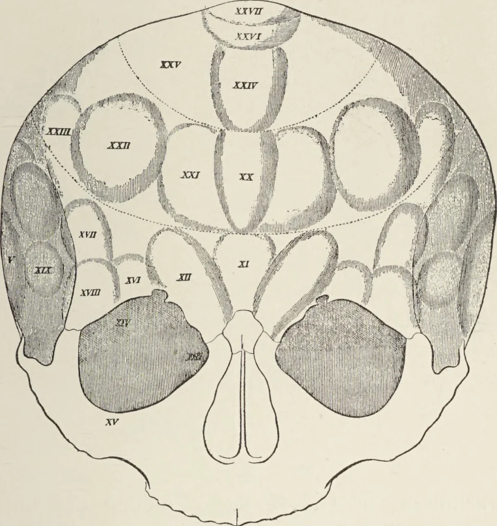 An illustration from Franz Joseph Gall / von P. J. Möbius., 1905, leaf 103
