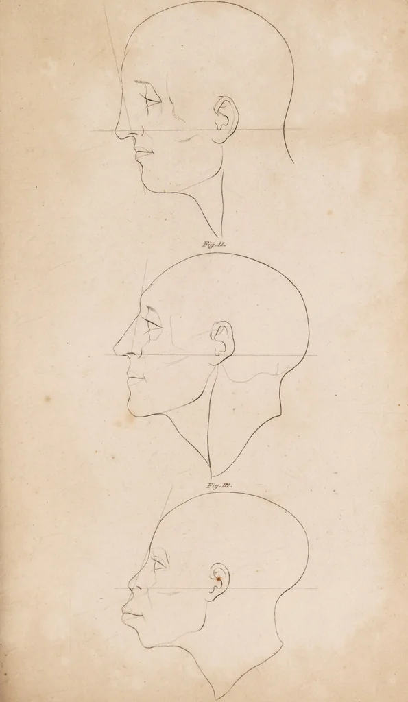 An illustration from Treatise on the influence of climate on the human species; and on the varieties of men resulting from it; including an account of the criteria of intelligence which the form of the head presents; and a sketch of a rational system of physiognomy as founded on physiology / By N.C. Pitta, M.D., President of the Royal Physical Society of Edinburgh, extraordinary member of the Royal Medical Society of the same city, member of the Society of Natural History there, and physician at Madeira., 1812, leaf 103