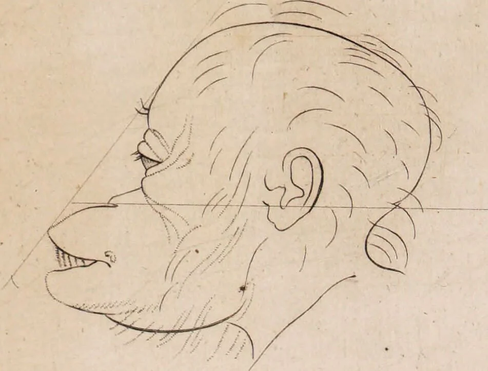 An illustration from Treatise on the influence of climate on the human species; and on the varieties of men resulting from it; including an account of the criteria of intelligence which the form of the head presents; and a sketch of a rational system of physiognomy as founded on physiology / By N.C. Pitta, M.D., President of the Royal Physical Society of Edinburgh, extraordinary member of the Royal Medical Society of the same city, member of the Society of Natural History there, and physician at Madeira., 1812, leaf 105