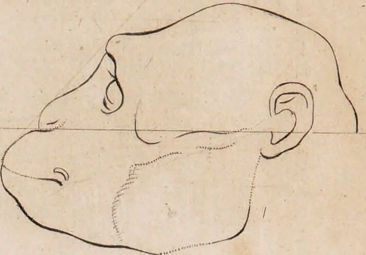 An illustration from Treatise on the influence of climate on the human species; and on the varieties of men resulting from it; including an account of the criteria of intelligence which the form of the head presents; and a sketch of a rational system of physiognomy as founded on physiology / By N.C. Pitta, M.D., President of the Royal Physical Society of Edinburgh, extraordinary member of the Royal Medical Society of the same city, member of the Society of Natural History there, and physician at Madeira., 1812, leaf 105
