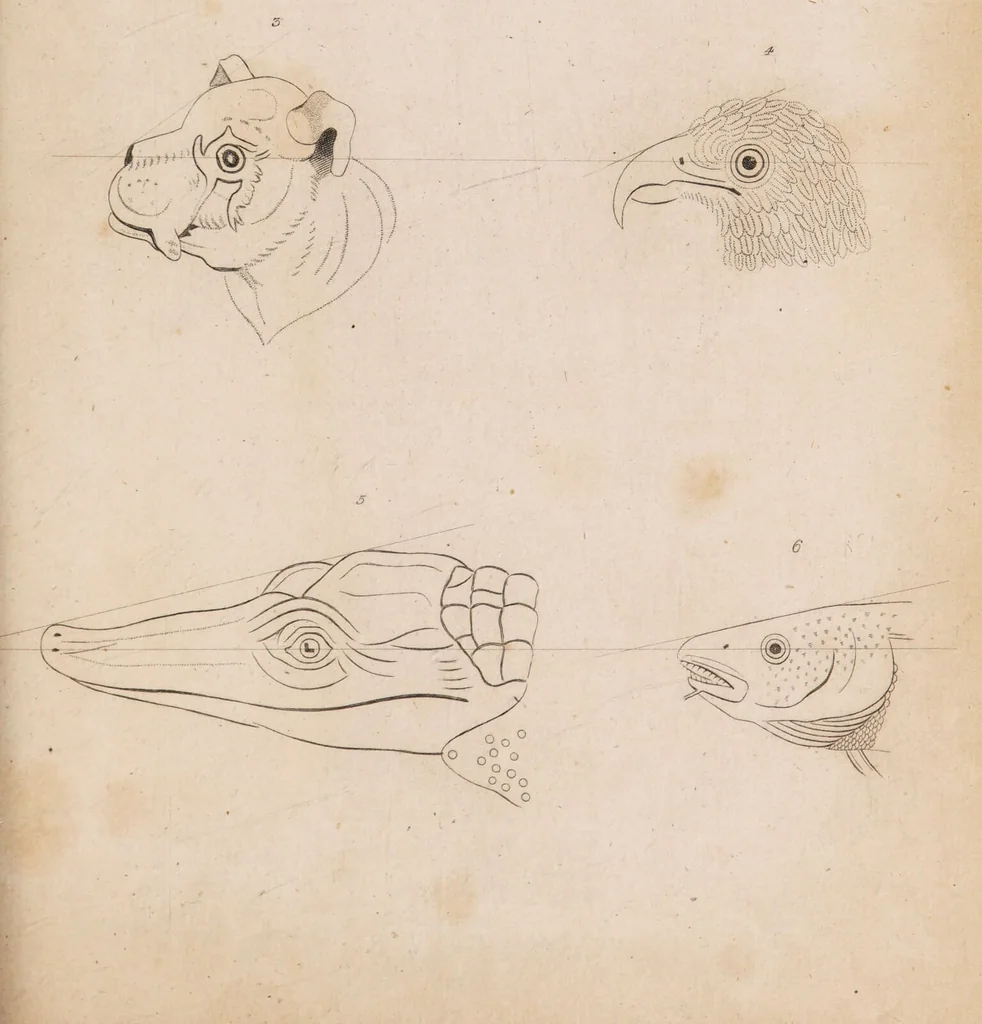 An illustration from Treatise on the influence of climate on the human species; and on the varieties of men resulting from it; including an account of the criteria of intelligence which the form of the head presents; and a sketch of a rational system of physiognomy as founded on physiology / By N.C. Pitta, M.D., President of the Royal Physical Society of Edinburgh, extraordinary member of the Royal Medical Society of the same city, member of the Society of Natural History there, and physician at Madeira., 1812, leaf 105