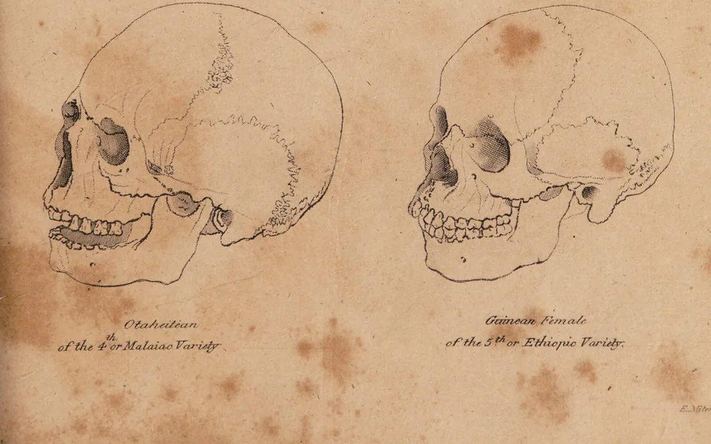 An illustration from Treatise on the influence of climate on the human species; and on the varieties of men resulting from it; including an account of the criteria of intelligence which the form of the head presents; and a sketch of a rational system of physiognomy as founded on physiology / By N.C. Pitta, M.D., President of the Royal Physical Society of Edinburgh, extraordinary member of the Royal Medical Society of the same city, member of the Society of Natural History there, and physician at Madeira., 1812, leaf 109
