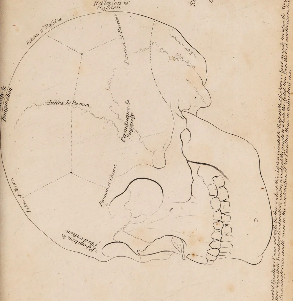 An illustration from Treatise on the influence of climate on the human species; and on the varieties of men resulting from it; including an account of the criteria of intelligence which the form of the head presents; and a sketch of a rational system of physiognomy as founded on physiology / By N.C. Pitta, M.D., President of the Royal Physical Society of Edinburgh, extraordinary member of the Royal Medical Society of the same city, member of the Society of Natural History there, and physician at Madeira., 1812, leaf 111