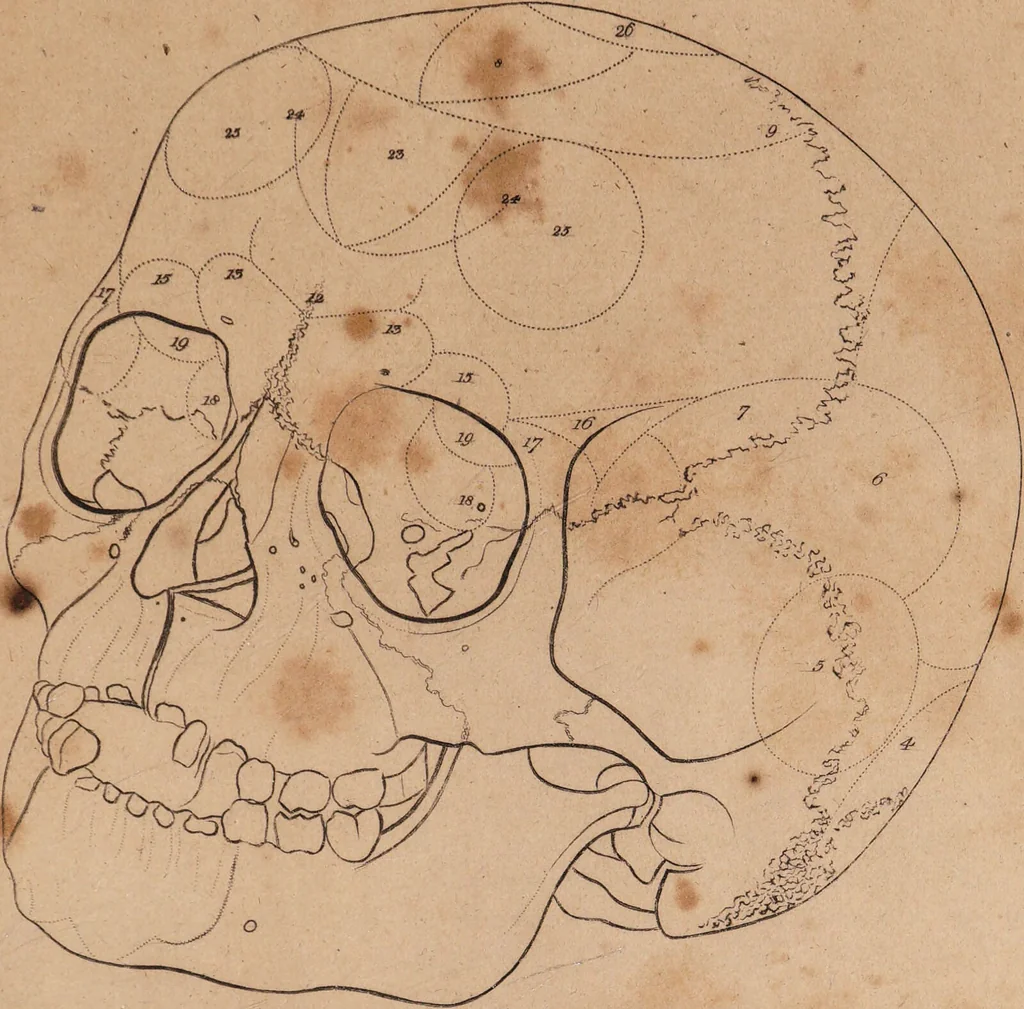 An illustration from Treatise on the influence of climate on the human species; and on the varieties of men resulting from it; including an account of the criteria of intelligence which the form of the head presents; and a sketch of a rational system of physiognomy as founded on physiology / By N.C. Pitta, M.D., President of the Royal Physical Society of Edinburgh, extraordinary member of the Royal Medical Society of the same city, member of the Society of Natural History there, and physician at Madeira., 1812, leaf 113