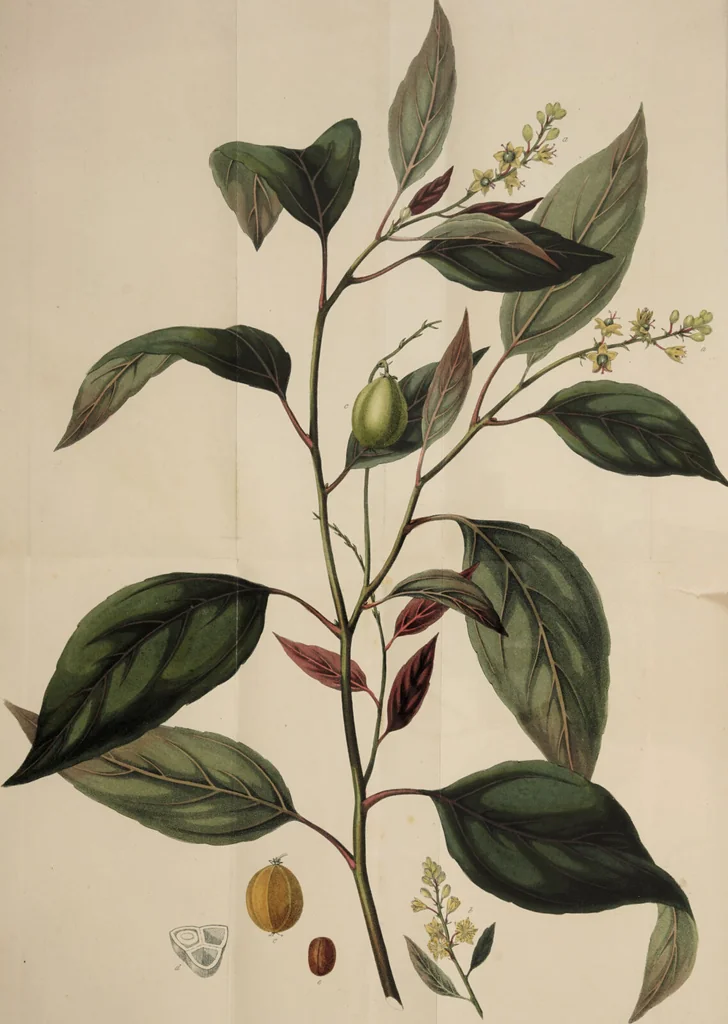 An illustration from Observations on the properties and effects of the expressed oil of the seed of Croton tiglium; together with the botanical history, and a correct coloured engraving of the plant / [John Frost]., 1827, leaf 2
