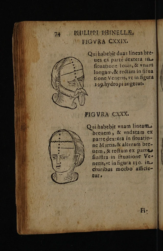 An illustration from Philippi Phinellae, De methoposcopia astronomica de duodecim signis coelestibus., 1650, leaf 88