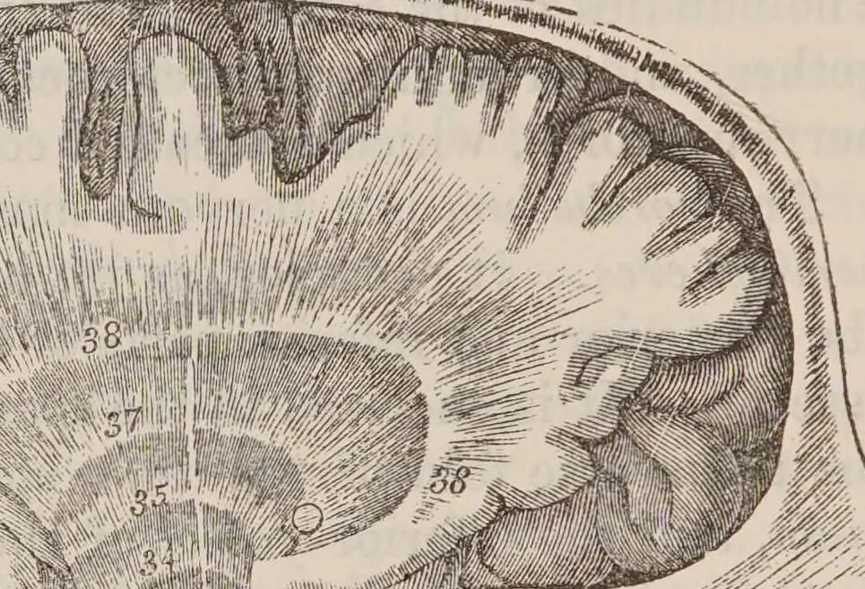 An illustration from Elements of phrenology / [George Combe]., 1850, leaf 68