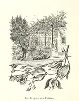 Picture 38 of 57 from Lose Blätter aus Abazia. Mit 32 Illustrationen. [By Louis Salvator, Archduke of Austria (1886), leaf 104