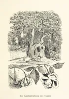 Picture 45 of 57 from Lose Blätter aus Abazia. Mit 32 Illustrationen. [By Louis Salvator, Archduke of Austria (1886), leaf 119