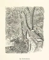 An illustration from Lose Blätter aus Abazia. Mit 32 Illustrationen. [By Louis Salvator, Archduke of Austria (1886)