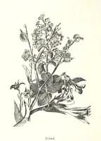 An illustration from Lose Blätter aus Abazia. Mit 32 Illustrationen. [By Louis Salvator, Archduke of Austria (1886)