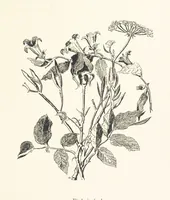 An illustration from Lose Blätter aus Abazia. Mit 32 Illustrationen. [By Louis Salvator, Archduke of Austria (1886)