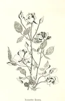 An illustration from Lose Blätter aus Abazia. Mit 32 Illustrationen. [By Louis Salvator, Archduke of Austria (1886)