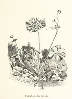 An illustration from Lose Blätter aus Abazia. Mit 32 Illustrationen. [By Louis Salvator, Archduke of Austria (1886)
