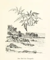 Picture 34 of 57 from Lose Blätter aus Abazia. Mit 32 Illustrationen. [By Louis Salvator, Archduke of Austria (1886), leaf 89