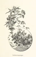 Picture 35 of 57 from Lose Blätter aus Abazia. Mit 32 Illustrationen. [By Louis Salvator, Archduke of Austria (1886), leaf 95