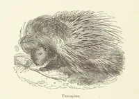 An illustration from The Land of the Lion; or, Adventures among the wild animals of Africa. With ... illustrations (1876)
