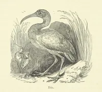 An illustration from The Land of the Lion; or, Adventures among the wild animals of Africa. With ... illustrations (1876)