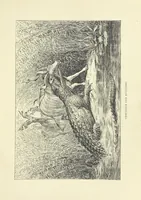 An illustration from The Land of the Lion; or, Adventures among the wild animals of Africa. With ... illustrations (1876)