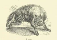An illustration from The Land of the Lion; or, Adventures among the wild animals of Africa. With ... illustrations (1876)