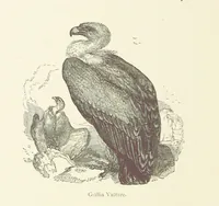 An illustration from The Land of the Lion; or, Adventures among the wild animals of Africa. With ... illustrations (1876)