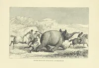 An illustration from The Land of the Lion; or, Adventures among the wild animals of Africa. With ... illustrations (1876)